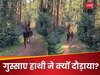 भगाने गए थे भटके हाथी को, उल्टा जान बचाने को भागते दिखे फॉरेस्ट ऑफिसर्स; Video से मची सनसनी