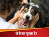 कुत्ते को फ्लाइट में नहीं मिली इजाजत तो गुस्साई मालकिन; वॉशरूम में डुबोकर मार डाला, डस्टबिन में फेंका शव