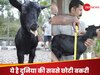 दुनिया की सबसे छोटी बकरी का रिकॉर्ड केरल की ‘करुम्बी’ के नाम, लंबाई सिर्फ इतने फीट