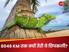 8064 किमी तैरकर छिपकली ने सफर किया पूरा, जमीनी जानवर की सबसे लंबी समुद्री यात्रा!