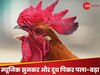 Viral: मुर्गी को दूध पिलाया और म्यूजिक सुनाया, फिर बनाया डिश, शंघाई रेस्टोरेंट का अजीब दावा! 