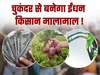 चुकंदर से बनेगा ईंधन, कानपुर के वैज्ञानिकों के फार्मूले से किसान होंगे मालामाल