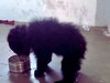 Bear cub