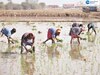 Punjab Paddy Planting: ਪੰਜਾਬ ਵਿੱਚ ਝੋਨੇ ਦੀ ਲੁਆਈ ਦੀਆਂ ਤਾਰੀਕਾਂ ਦਾ ਐਲਾਨ; ਇਸ ਵਾਰ 1 ਜੂਨ ਤੋਂ ਸ਼ੁਰੂ ਹੋਵੇਗੀ ਬਿਜਾਈ