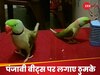 तोते के डांस ने मचाया धमाल, पंजाबी बीट्स पर लगाए गजब के ठुमके, Video देख आपका दिल हो जाएगा खुश 