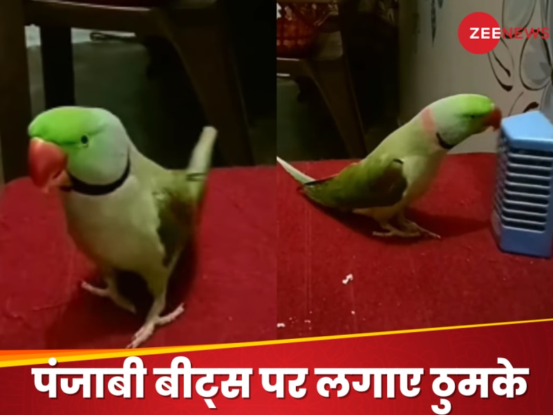 तोते के डांस ने मचाया धमाल, पंजाबी बीट्स पर लगाए गजब के ठुमके, Video देख आपका दिल...