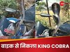बाइक पर बैठने जा रहा था शख्स, अचानक निकल आया King Cobra; बाल-बाल बचाई जान