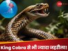 किंग कोबरा और इनसेट में घातक इरुकांजी जेलीफिश