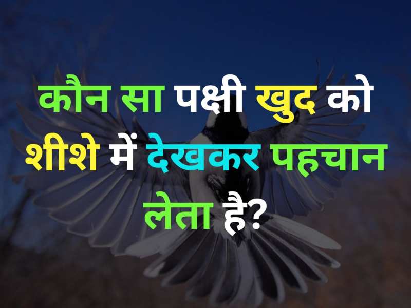 GK Quiz: वो कौन सा पक्षी है, जो खुद को शीशे में देखकर पहचान लेता है?