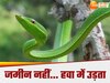 Ahaetulla Longirostris Snake