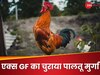 दिल टूटा तो खिसियाए बॉयफ्रेंड ने चुरा डाला एक्स गर्लफ्रेंड का पालतू मुर्गा! पुलिस ने शेयर किया अरेस्ट Video