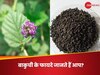 Bakuchi: ढेरों बीमारियां मांगती हैं इस आयुर्वेदिक जड़ी-बूटी से पनाह, लेकिन हद से ज्यादा सेवन खतरनाक