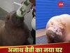 WATCH: आर्कटिक से ऑरलैंडो तक! अनाथ बेबी वालरस को मिला नया घर, जानें दिल छूने वाली कहानी