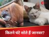 खर्राटे लेने में जानवर भी नहीं हैं कम, इंसानों से ज्यादा नींद लेते हैं ये पशु-पक्षी, कुछ तो दिनभर सोते रहते हैं  