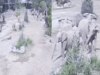 Viral Elephant Video: भूकंप से हिलने लगी धरती तो घबराए हाथियों ने जो किया, दिल को छू लेगा