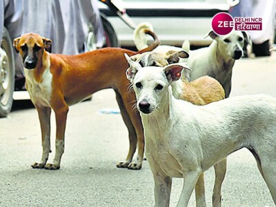 Delhi News: लावारिस कुत्तों को लेकर दिल्ली में जनआंदोलन, 27 अप्रैल को जंतर मंतर पर होगा प्रदर्शन