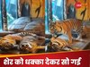 सैर करके आया टाइगर और बाघिन के साथ करने लगा आराम, वीडियो देख लोग बोले - ये तो इंसानों...