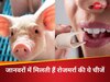 हे राम! मांस और हड्डी से बनती हैं ये चीजें; अनजाने में शाकाहारी भी कर रहे खूब इस्तेमाल