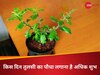 घर में इस दिन लगाएंगे तुलसी का पौधा तो दूर हो जाएगी कंगाली, जानें किस दिन लगाना है शुभ 