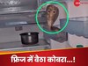 Viral Video