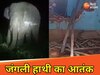 रात के अंधेरे में जंगली हाथी ने मचाया आतंक 