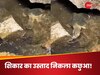 WATCH: पानी में छिपे शिकारी का वार! कछुए ने सांप को बनाया निशाना, वायरल वीडियो ने मचाया तहलका