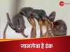 Asian Needle Ant: चींटी की तरह मसलना वाली कहावत जाएंगे भूल, डंक से हो सकती है मौत