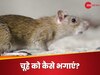Rats Control: चूहे दिख जाए तो अचानक चिल्ला पड़ते हैं आप, 5 आसान उपायों से होगा इनके खौफ का अंत