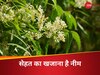 नीम की पत्तियां ही नहीं, फूल भी है सेहत का खजाना का; गर्मी से बचाव के साथ डाइजेशन को करता है मजबूत