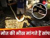 Snake Kill