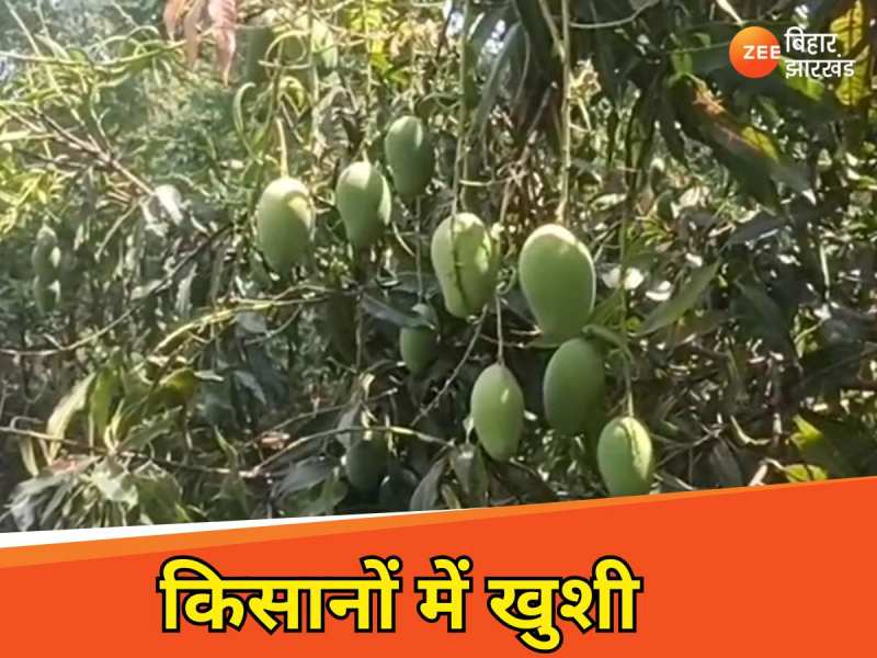 Khunti Mango: आम की अच्छी पैदावार से किसानों में जगी आस, अच्छे मुनाफे के आसार 
