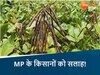 मूंग को जल्दी पकाने के चक्कर में न करें ये गलती