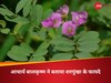 लिवर की बीमारियों को जड़ से खत्म कर सकता है शरपुंखा, आचार्य बालकृष्ण ने बताया कैसे करें इस्तेमाल