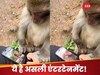 WATCH: बंदर ने फोन में देखा..., फिर करने लगा ऐसी हरकत कि हंस-हंसकर लोटपोट गए लोग, देखें वीडियो 