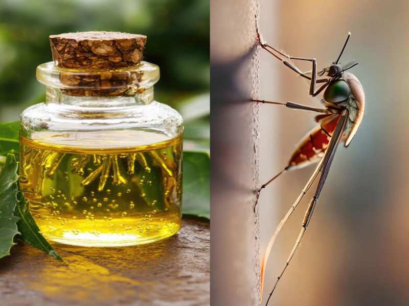 बदन पर कौन सा तेल लगाने से मच्छर नहीं काटते? इस ऑयल से स्किन भी रहेगी ब्राइट