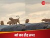मां से बढ़कर कोई योद्धा नहीं! शेर ने किया बच्चे पर हमला, फिर शेरनी ने दिखाया ऐसा रूप कि...