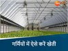 गर्मियों में भी हो रही खीरा-ककड़ी की खेती