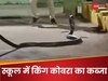 King Cobra स्कूल के 6वीं क्लास में घुसा, देखते ही प्रिंसिपल की सिट्टी-पिट्टी हुई गुम; फिर देखें क्या हुआ