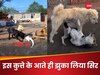 Video: साउथ इंडियन स्टाइल में कुत्ते ने मारी एंट्री, लड़ते-झगड़ते कुत्तों का झुंड हुआ शांत, एक ने तो सिर भी झुका दिया