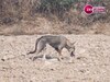 Indian Grey Wolf: ग्रे भेड़िया या कुत्ता? यमुना किनारे दिखने वाला जानवर आखिर है क्या