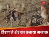 शेरनी ने किया 4-5 बार अटैक, हिरण ने बना डाला मजाक, हर बार दी ऐसी पटखनी; देखें Video