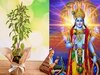 अपरा एकादशी पर कर लें तुलसी के ये उपाय, हर दिन तिजोरी में बढ़ेगा धन, पीढ़ियों की गरीबी हो जाएगी खत्‍म 