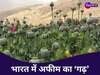 Trending GK: भारत में कहां-कहां होती है अफीम की खेती? किसानों को कैसे मिलता है लाइसेंस; जानिए हर छोटी-बड़ी बात