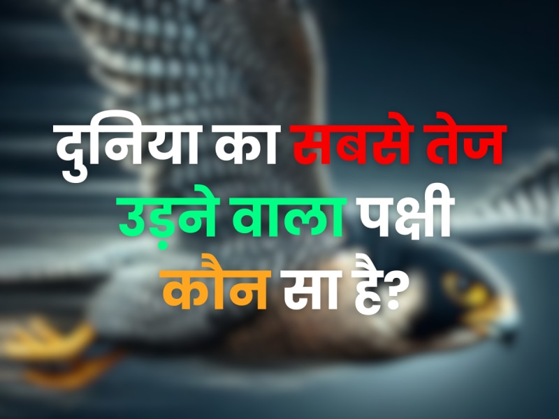 World GK Quiz: दुनिया का सबसे तेज उड़ने वाला पक्षी कौन सा है?