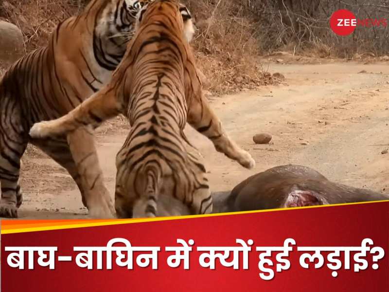 बाघ का शिकार चुराना चाहती थी बाघिन, बीच रास्ते हुई भंयकर लड़ाई का Video वायरल