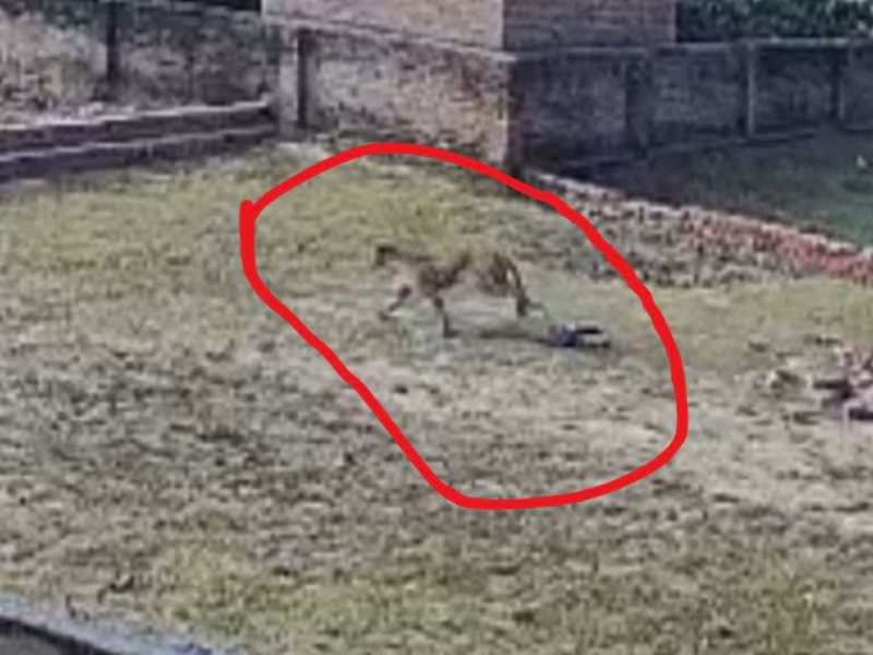 वाराणसी के दर्जनों गांव के लोगों की नींद उड़ी, तेंदुए ने तीन युवकों किया लहूलुहान