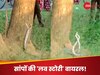 देखते ही देखते पार्क में शुरू हो गया रोमांस,  सांपों का ये नजारा देख भौचक्के हो गए लोग, देखें वीडियो 