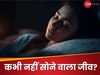 ऐसा कौन सा जीव है जो कभी नहीं सोता? 