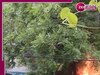 Delhi Fire: शाहदरा में ई-रिक्शा स्टेशन में लगी भीषण आग, 2 की मौत, 4 की हालत गंभीर