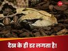 कभी देखा है दुनिया में सबसे लंबा नुकीले दांतों वाला सांप? सामना न हो तो ही अच्छा; फोटो देख डर जाते हैं लोग